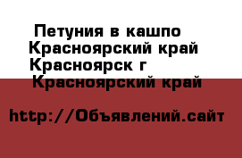 Петуния в кашпо  - Красноярский край, Красноярск г.  »    . Красноярский край